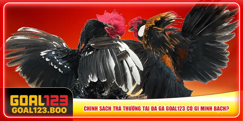 Chính sách trả thưởng tại Đá gà Goal123 có gì minh bạch? Chính sách trả thưởng tại Đá gà Goal123 có gì minh bạch?