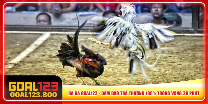 đá gà Goal123